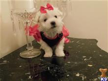 maltese puppy posted by Elegant Babies